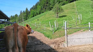 Kleine Koppeln mit häufigem Weidewechsel können die Weideeingänge schonen.