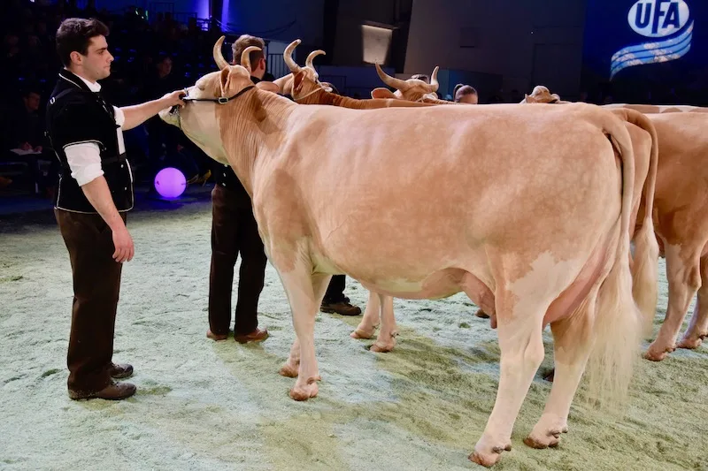 d6b9c616c7626d2c8d9c942222d1be4a35b9c8fa Sie wurde auch Miss Simmental an der Swiss Expo 2019: Ryters Flavio Amylou von Hanspeter und Peter Ryter aus Kandergrund BE. (Bild Peter Fankhauser)