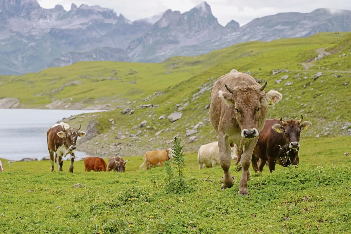 f0f3f96e91697e3e1b8cd51d675f7ece16c0b9b7935526a1f9526970f633b44b Die Annahme der Biodiversitäts-Initiative führt laut SAV zu kontraproduktiven Einschränkungen der Alpwirtschaft.