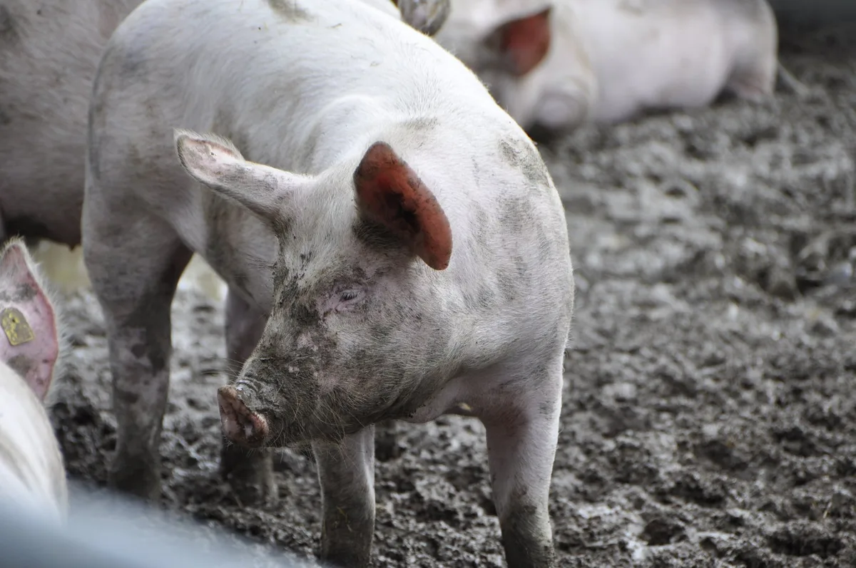 demeter_hof_4 Spermaverkäufe sind kein Indikator für viele Schlachtschweine