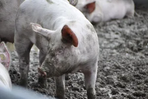 Die Schweinepreise sind aktuell im Keller – Meinungen dazu gibt es viele.