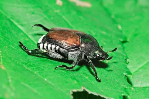 Auch im Kanton Schwyz entdeckt: Die adulten Japankäfer sind 8 bis 12 mm lang.