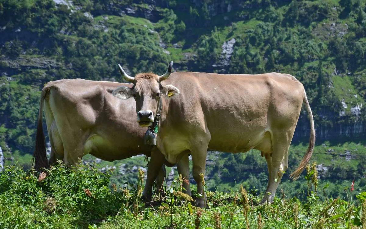 475b484cdc439da3ef51c142cabd5107c9ab0c9f Langlebigkeit der Kühe in der Agrarpolitik: Eine lange Nutzungsdauer soll belohnt werden. (Bild Andrea Gysin)