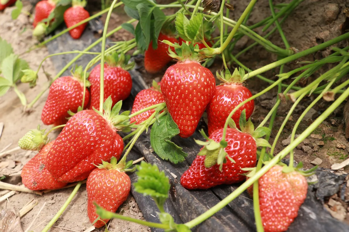 Erdbeeren Werden Erdbeeren in naher Zukunft mit einer Maschine geerntet?