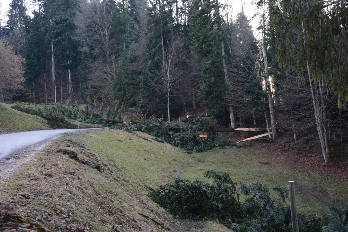 Achtung: Durch Wintersturm "Marielou" könnten Spaziergänge im Wald gefährlich werden. (Symbolbild BauZ)