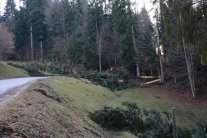 Achtung: Durch Wintersturm "Marielou" könnten Spaziergänge im Wald gefährlich werden. (Symbolbild BauZ)