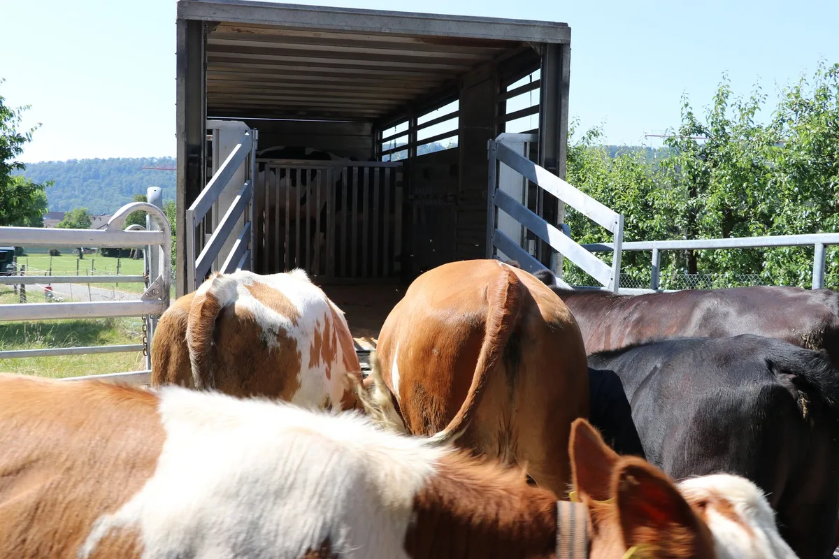 IMG_2786 Präzisierte Transportvorgaben für Labeltiere seit Juli 2025
