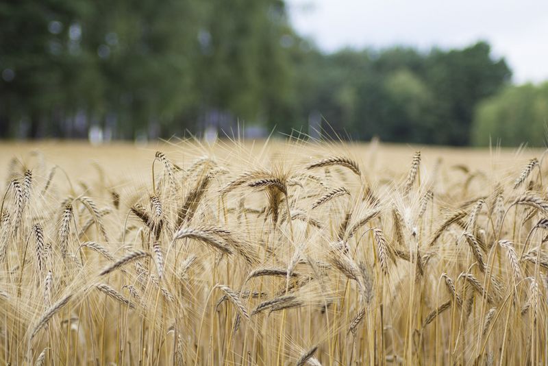 Wer weniger produziert, soll dafür auch finanziell belohnt werden, fordert die österreichische Landwirtschaftskammer. (Symbolbild Pixabay)