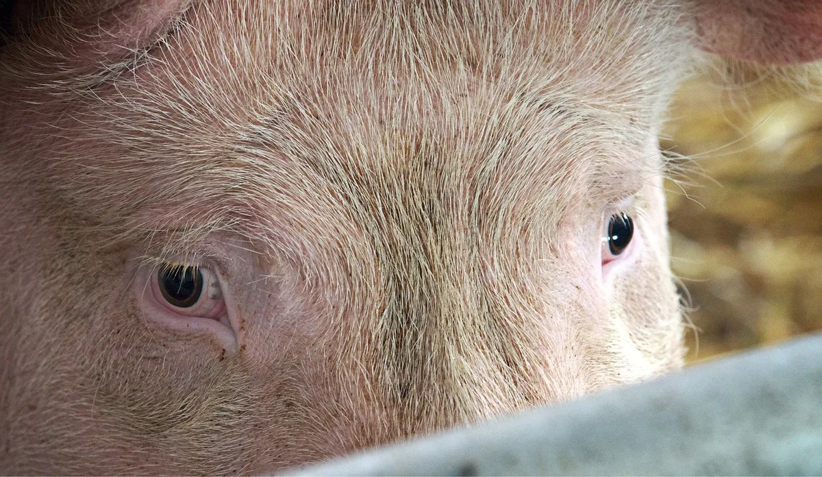 0ba5b1c69b970f06c925ce1d523364c706d7be35 Für deutsche Schweinehalter sind die neuen Vorschriften zur Schweinehaltung in Deutschland «angeblicher und falsch verstandener Tierschutz», schreibt Topagrar. (Symbolbild Pixabay)