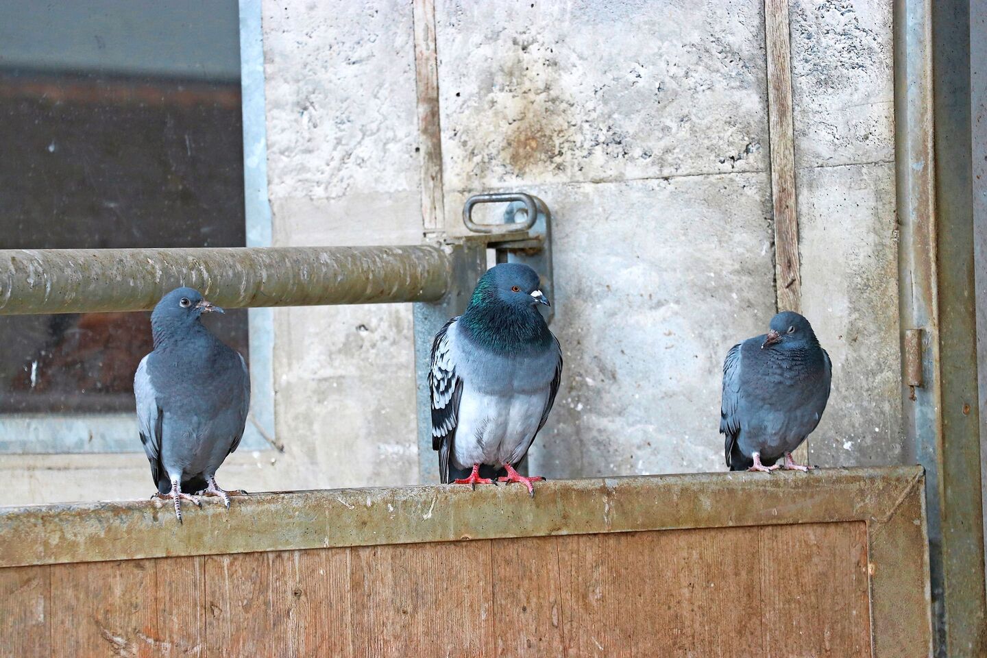 Drei Tauben sitzen vor dem Stall auf einer Mauer.