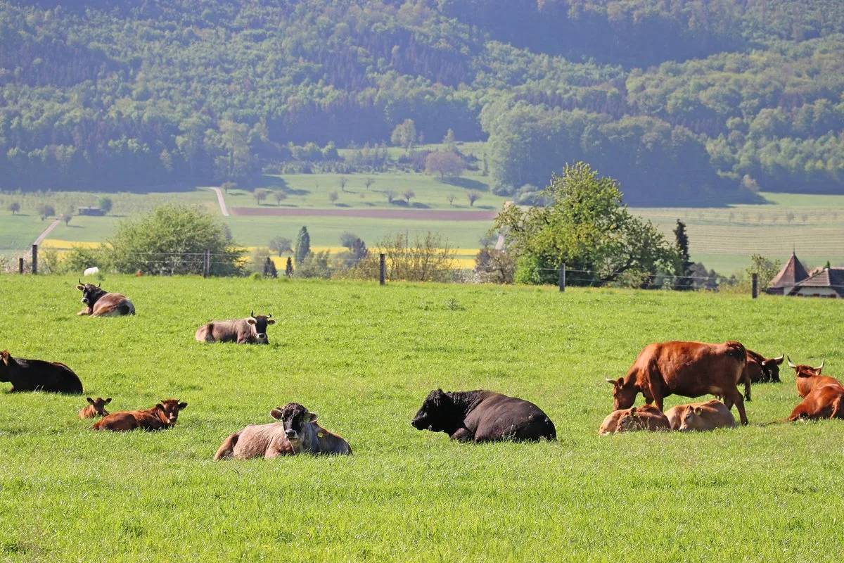 450eb14ea77aceb03b8558712171726892ab0e8d Leben Kühe länger, ist dies gut fürs Klima. Bild: Ruth Aerni
