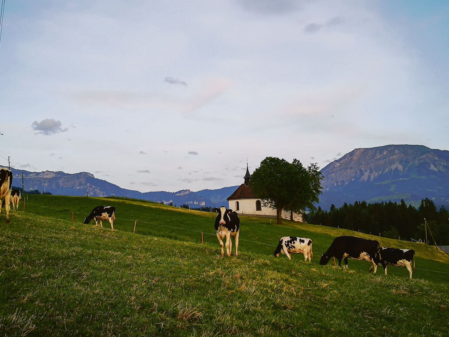 So mögen es die Kühe gerne: ein stress- und fliegenfreier Abendweidegang auf Francesco De Benedettos Lehrbetrieb.