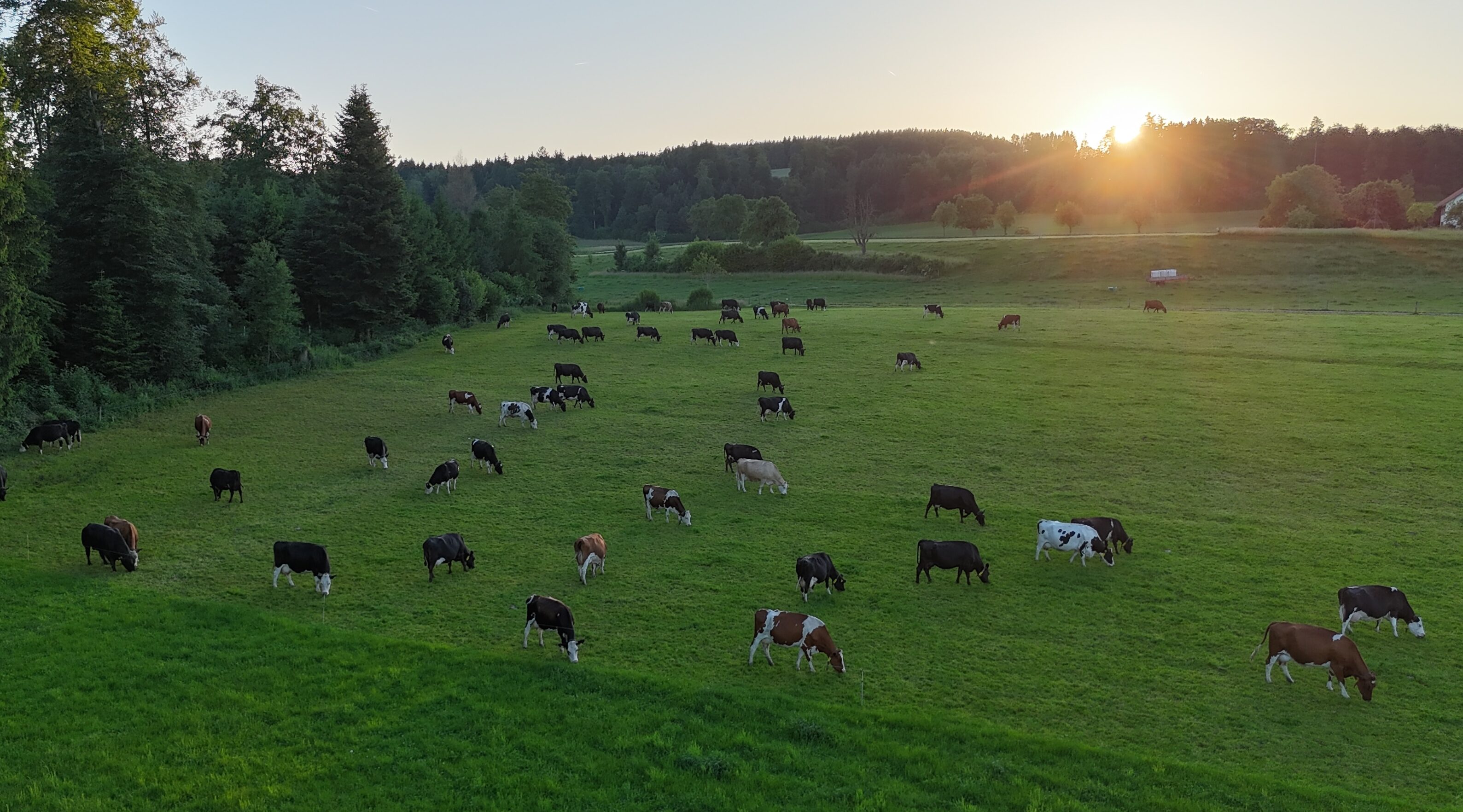 Die Kühe von Familie Rüttimann holen ihr Futter, während der ganzen Vegetationszeit, auf der Weide selber.