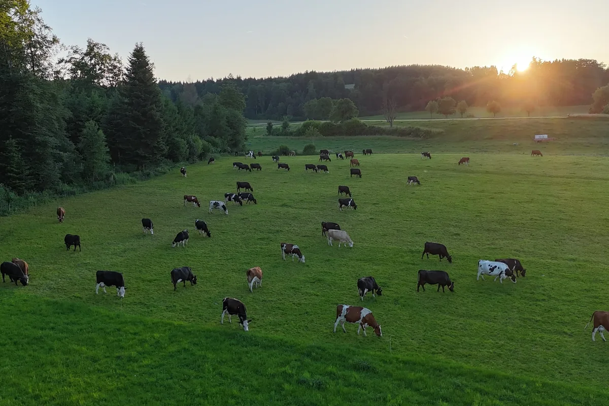 default Die Kühe von Familie Rüttimann holen ihr Futter, während der ganzen Vegetationszeit, auf der Weide selber.