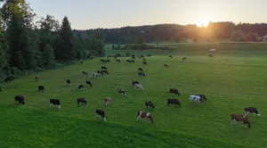Die Kühe von Familie Rüttimann holen ihr Futter, während der ganzen Vegetationszeit, auf der Weide selber.
