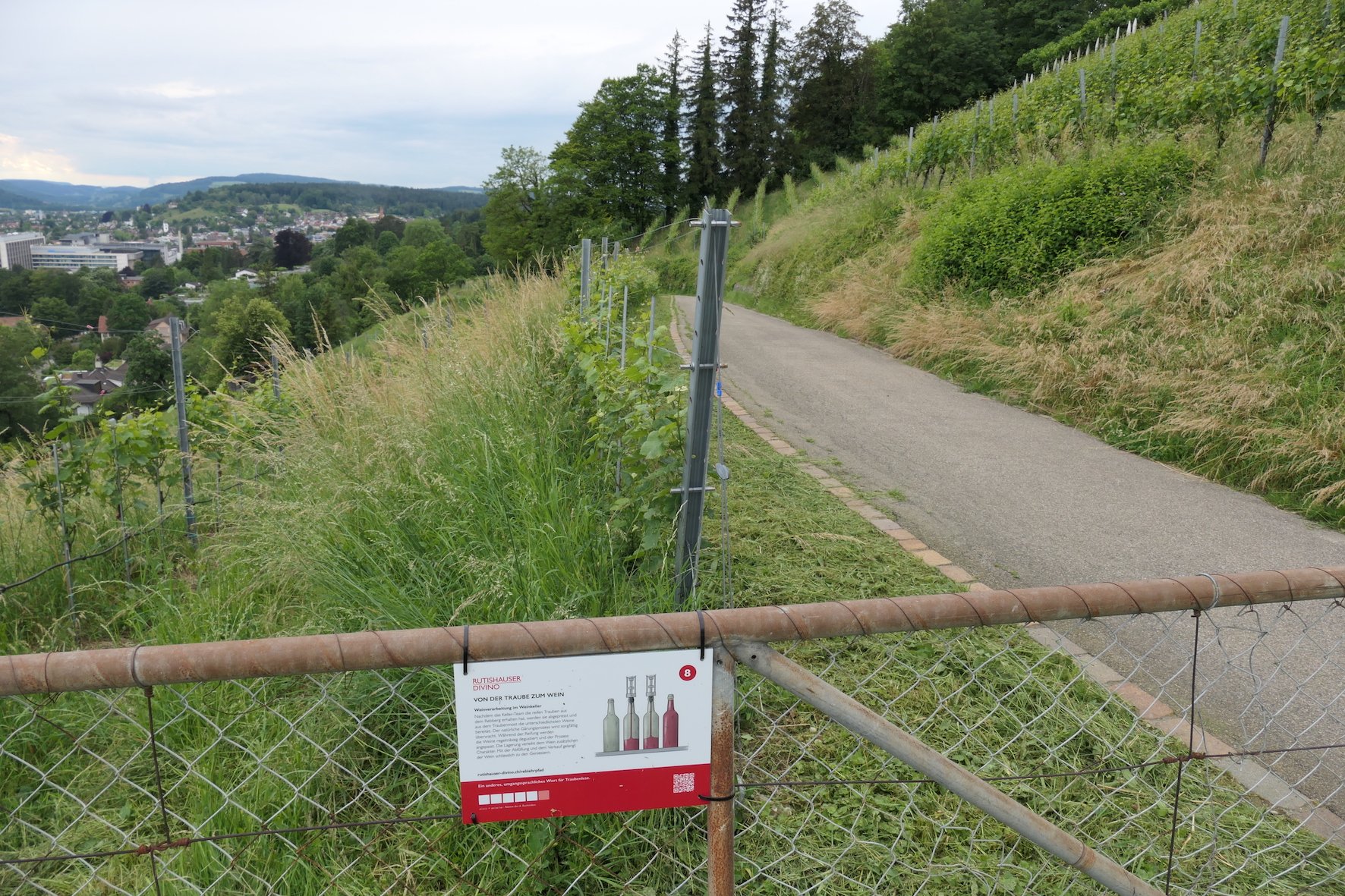 Eine Rebtour für kleine und grosse Wissensdurstige