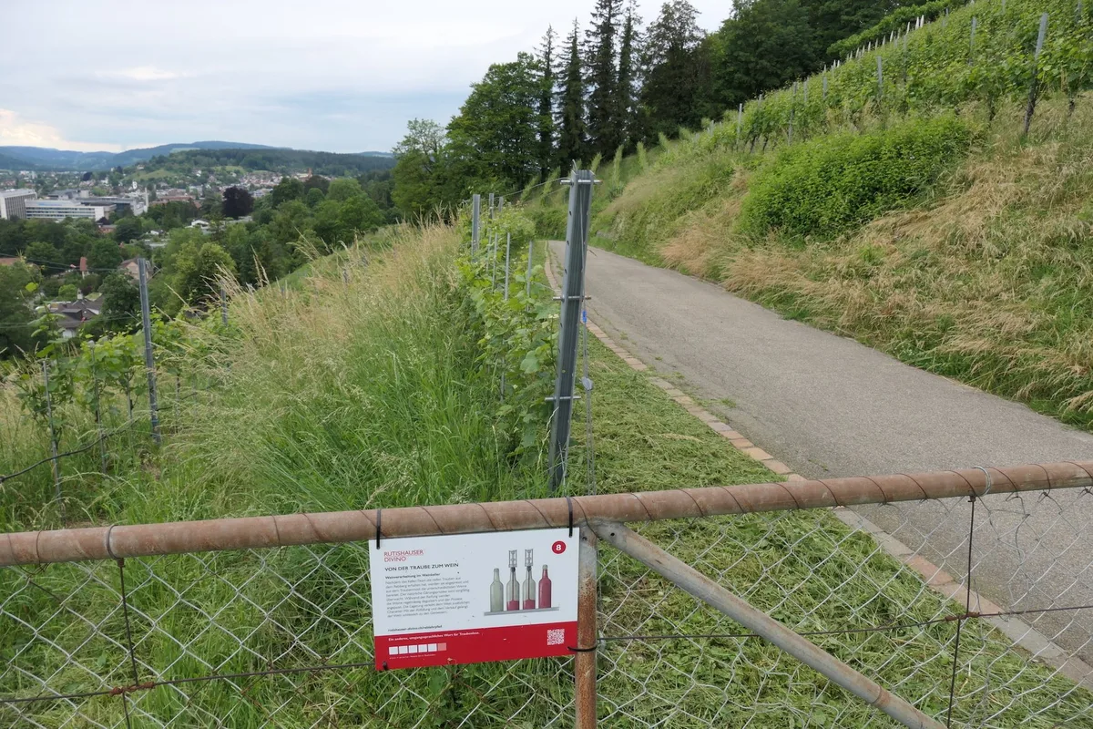 Eine Rebtour für kleine und grosse Wissensdurstige