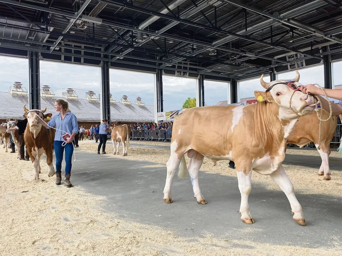 Simmentaler-Züchter auf der Suche nach Hornlosigkeit