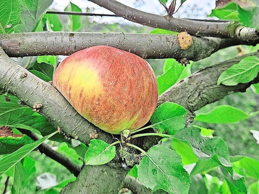 Infolge der langen und intensiven Regenphasen war es für die Zentralschweizer Obstproduzenten 2024 oftmals ungemütlich.