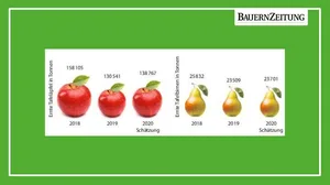 Die Ernte von Tafelobst aus Anlagen wird heuer auf rund 139 000 Tonnen Äpfel und 24 000 Tonnen Birnen geschätzt. Diese Menge ist marktgerecht und wird Absatz finden. (Quelle SOV)