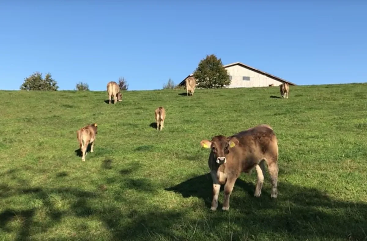 9bdddf8fa6310d83867c03c4bcc6d148546a5866 Coop setzt verstärkt auf Natura-Veal. (Bild Screenshot BauZ)