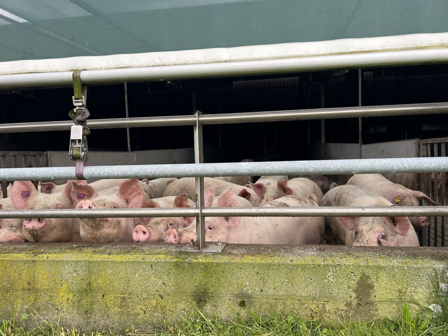 Schweinemarkt unter Druck: Preisrückgänge und Diskussionen über Produktionssteuerung