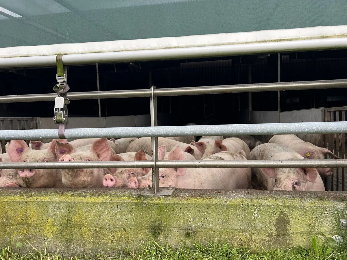 ZS-B-03-Schweine-3spl-aem Schweinemarkt unter Druck: Preisrückgänge und Diskussionen über Produktionssteuerung