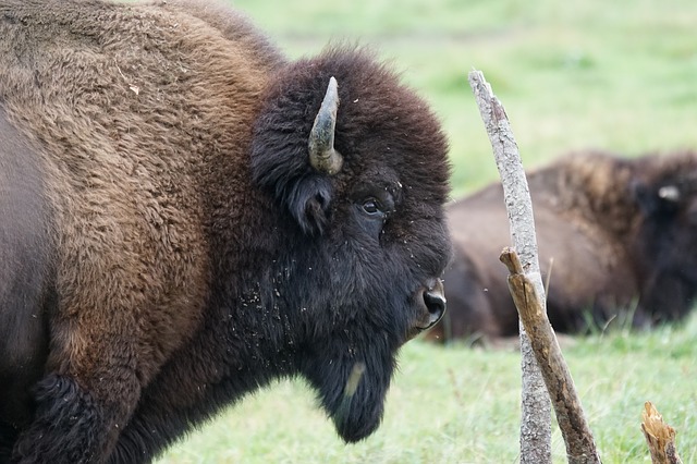 Der Verein Wisent Thal würde die Riesen gerne wieder durch die Wälder streifen sehen. Davor muss bewiesen werden, dass sie keine Gefahr für Kulturen und Menschen darstellen.  (Bild Pixabay)