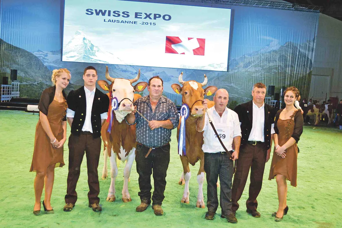 c0b3d29f66e1a80e0171dccaac1a0b8a57a64b59 Die letztjährige Champion-Wahl der Swiss-Fleckvieh-Kühe an der Swiss Expo: Incas Roxane (rechts) von Christian Delabays wurde Siegerkuh. Reserve wurde Incas Anemone von Michel Rey. (Bild Peter Fankhauser)