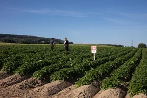 Feldkontrolle: Ab Auflaufen der Kartoffeln bis zur Krautvernichtung müssen die Stauden regelmässig kontrolliert und gesäubert werden.