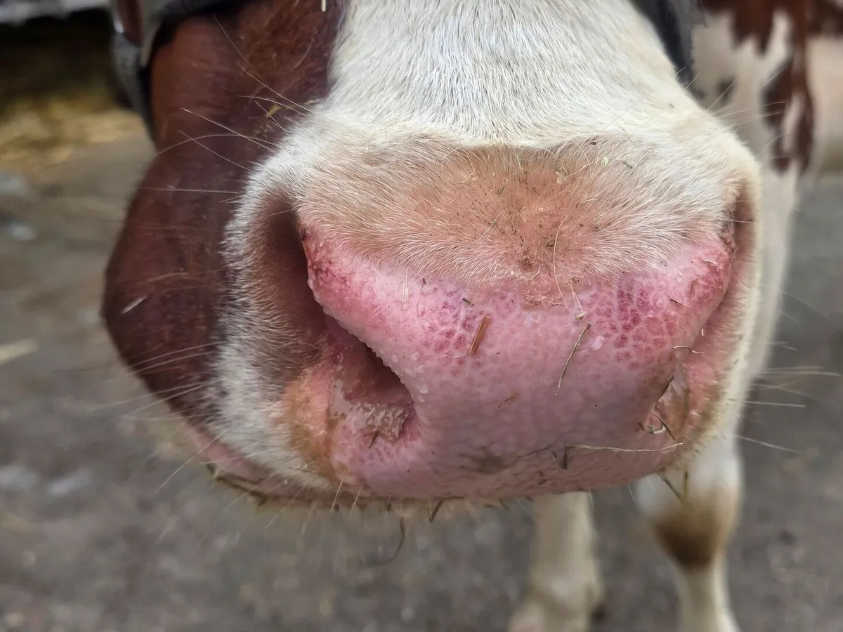 Wer Kühe im Stall mit solchen Nasen hat, muss den Tierarzt kontaktieren. Blauzunge ist weiterhin meldepflichtig.