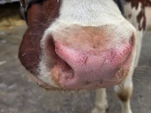 Wer Kühe im Stall mit solchen Nasen hat, muss den Tierarzt kontaktieren. Blauzunge ist weiterhin meldepflichtig.