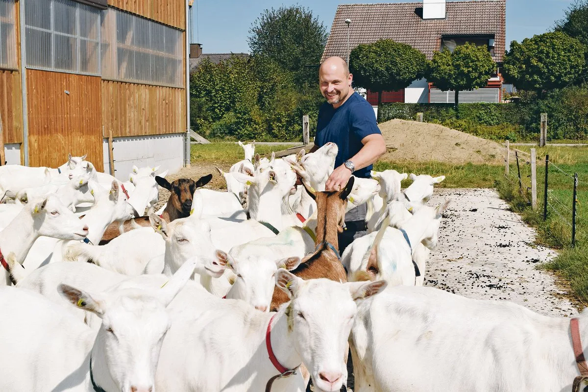 2d660a3b12a7ddec16ac2572742350a4d34087fb Peter Blaser inmitten seiner zutraulichen Ziegenherde: Aus der Milch werden Spezialitäten, einerseits für Kuhmilchallergiker, aber auch für Liebhaber von traditionellem Handwerk.(Bild Daniela Joder)