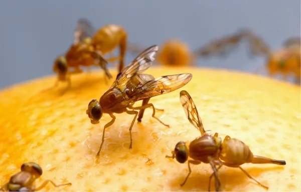 3b383fc0ec5334489c1f50e8a526c8462046d28c Fruchtfliegen übertragen Bakterien und Pilze auf Lebensmittel. Das kann gesundheitliche Probleme auslösen. (Bild Pixabay)