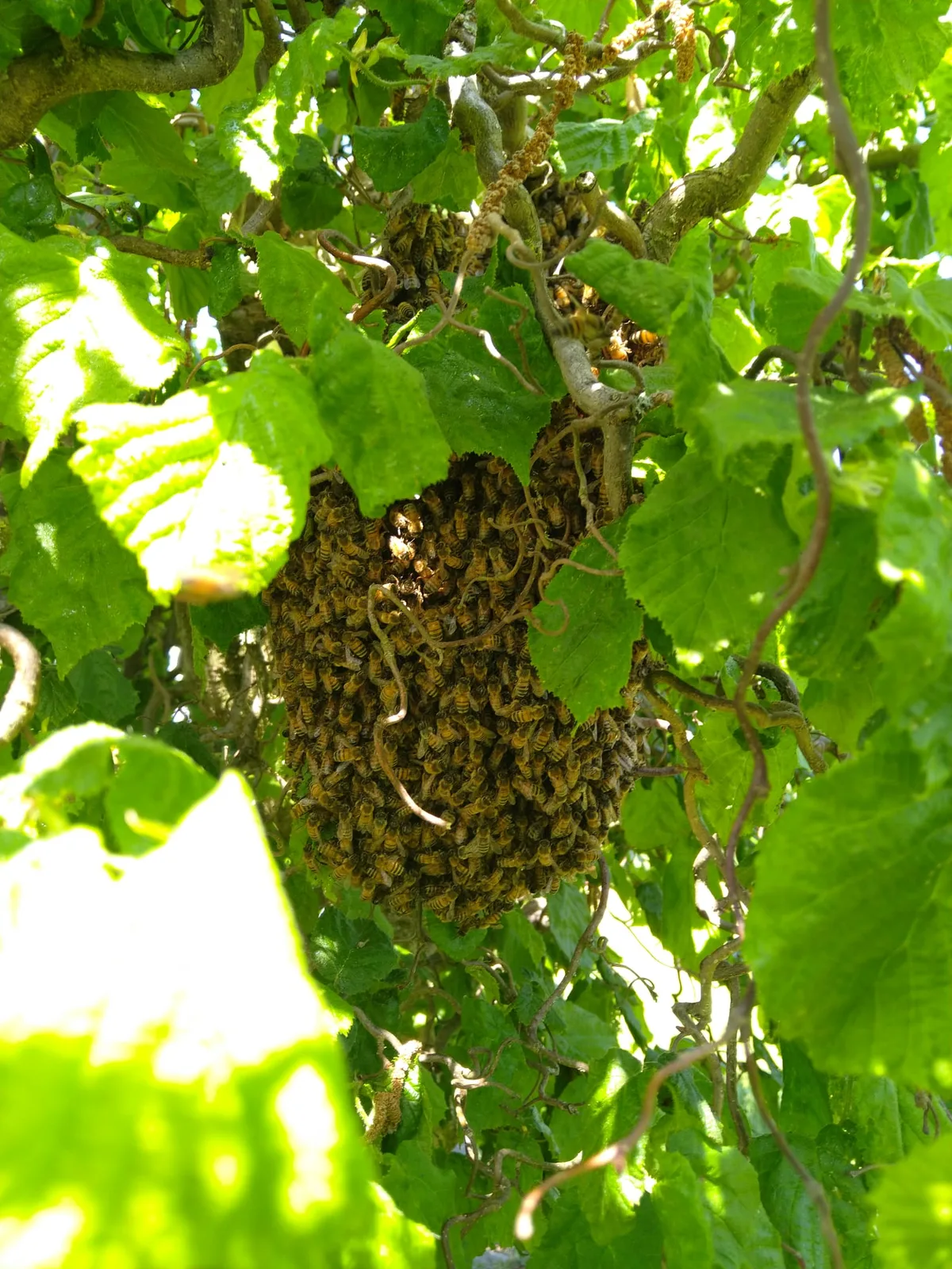 Für die Bienen hat die Schwarmzeit begonnen