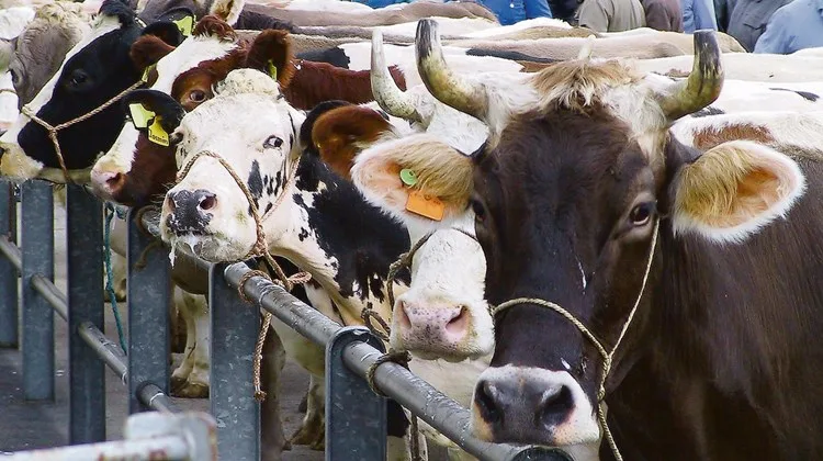 f3364003b4b3ab41de1501d48c0c2a9200e81341 Dass trächtige Tiere geschlachtet werden, erklärt man sich laut Proviande mit fehlenden oder unklaren oder fehlenden Trächtigkeitsdiagnosen, unkontrollierten Natursprüngen oder mangelnde Informationen im Zwischenhandel. (Bild BauZ)