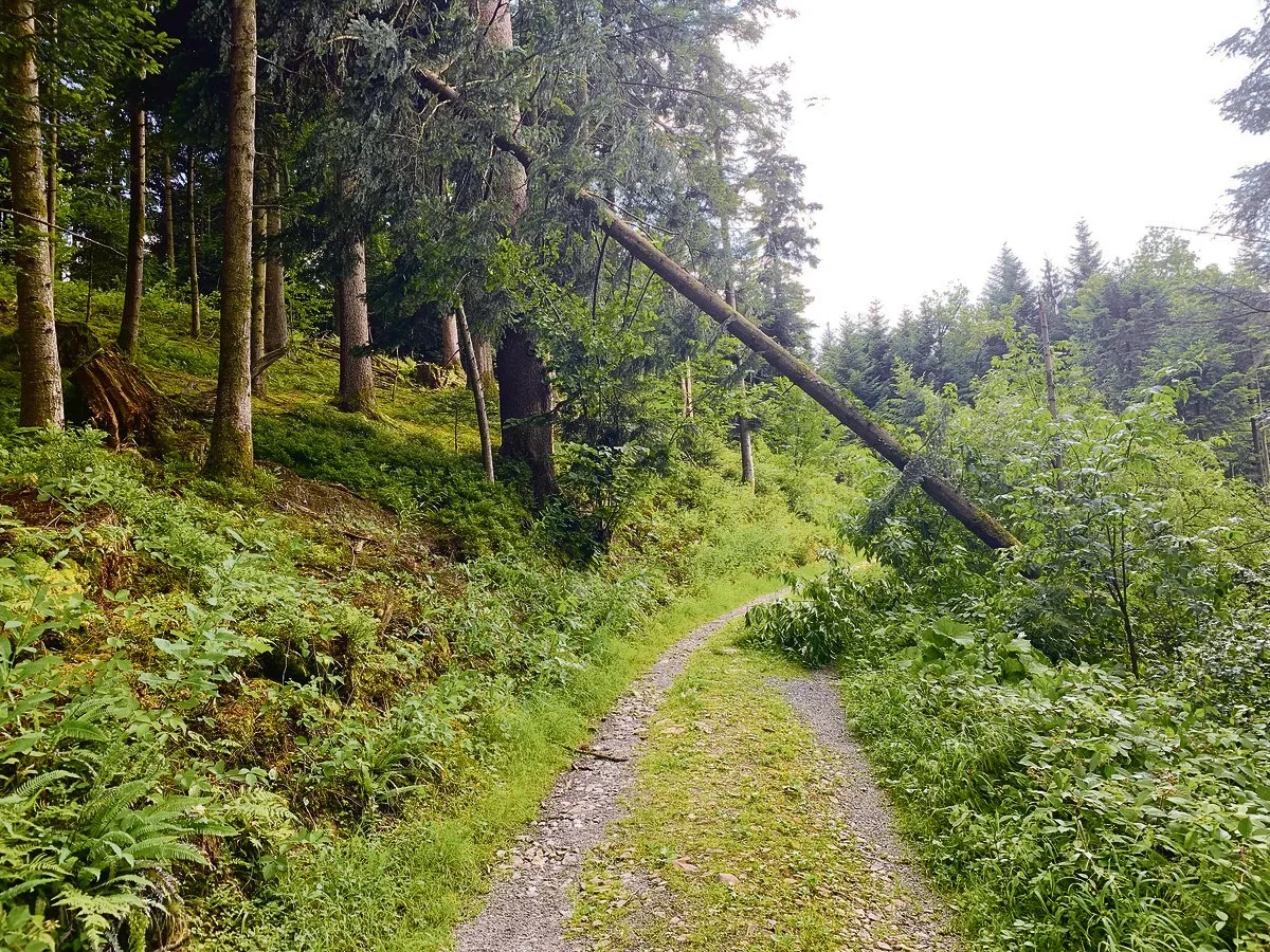 60922a2d147d1d84a1f9be150f65736e06bd8a70 Sturmholz über einem Waldweg. Es ist nicht immer juristisch klar, wer für die Kosten der Räumung aufzukommen hat, der Waldbesitzer oder der Strassenbesitzer. (Bild Josef Scherer)
