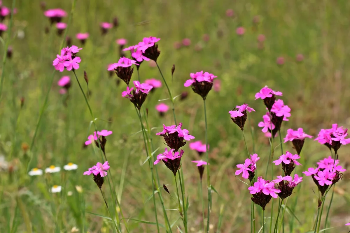 AdobeStock_272632636__1_ Kartäusernelken (Dianthus carthusianorum subsp. carthusianorum)