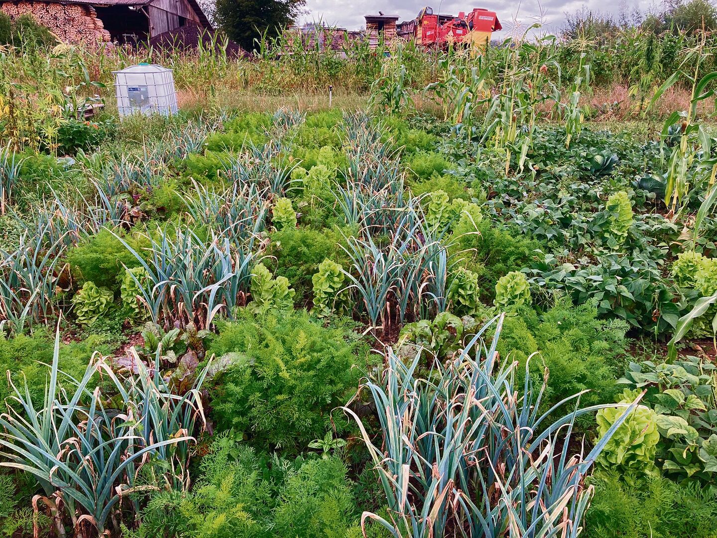 Beim System «Pixel-Farming» werden verschiedenen Gemüsesorten pixelartig und zeitlich versetzt angepflanzt. Jedes Gemüse besetzt eine eigene Nische.