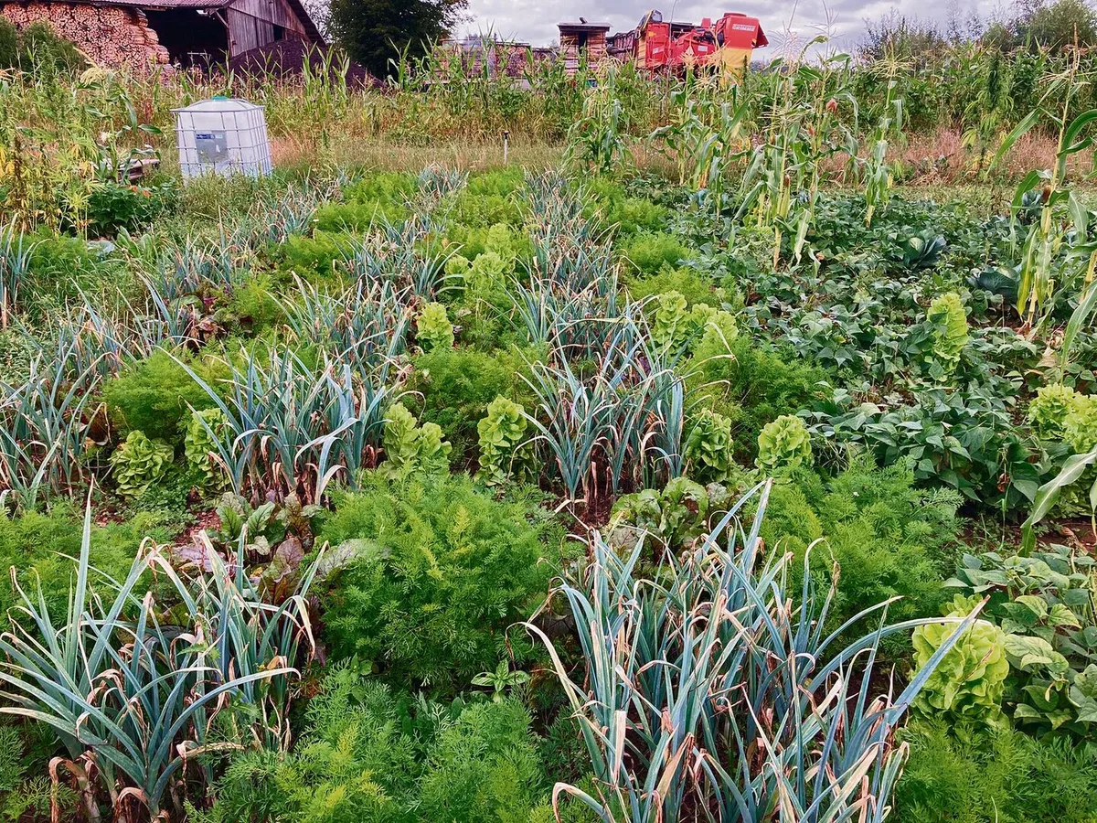29f4e0b7c3224e3f284911b8f09574e173f04dbb91cff5da1c87ccf78e8af3bb Beim System «Pixel-Farming» werden verschiedenen Gemüsesorten pixelartig und zeitlich versetzt angepflanzt. Jedes Gemüse besetzt eine eigene Nische.