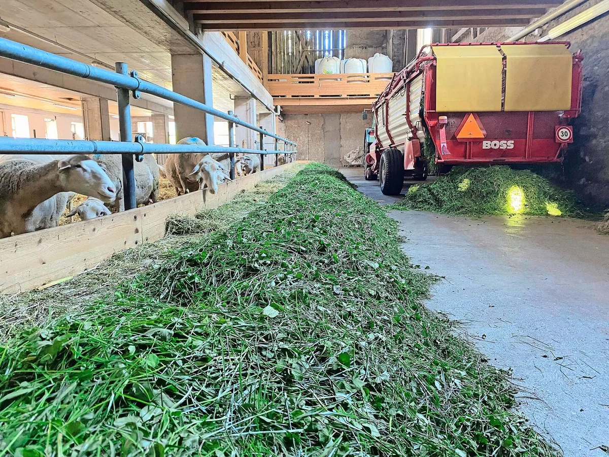 Beim Eingrasen ist Seraina Pedrolini mit einem leichten Gespann aus einem kleinen Traktor und einem kleinen Ladewagen unterwegs.