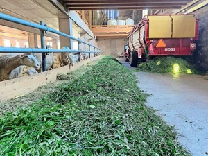 Beim Eingrasen ist Seraina Pedrolini mit einem leichten Gespann aus einem kleinen Traktor und einem kleinen Ladewagen unterwegs.