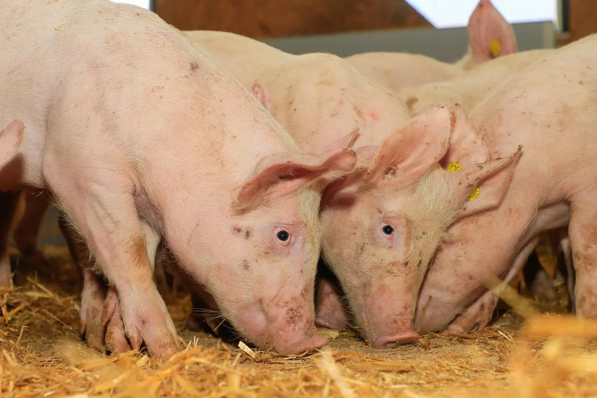 dd0dbfc8106d6237fbeedebf0a173e8d6bf4a585 Der plötzliche Tod schöner und gesunder Tiere ist emotional belastend und kann finanziell verheerend sein. Bild: Peter Röthlisberger