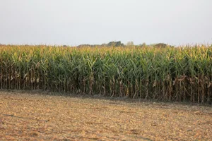Dieses Jahr sieht es nach einer guten Ernte aus. Auf Richtpreise für den Mais kann man sich aber schon seit einigen Jahren nicht mehr einigen.