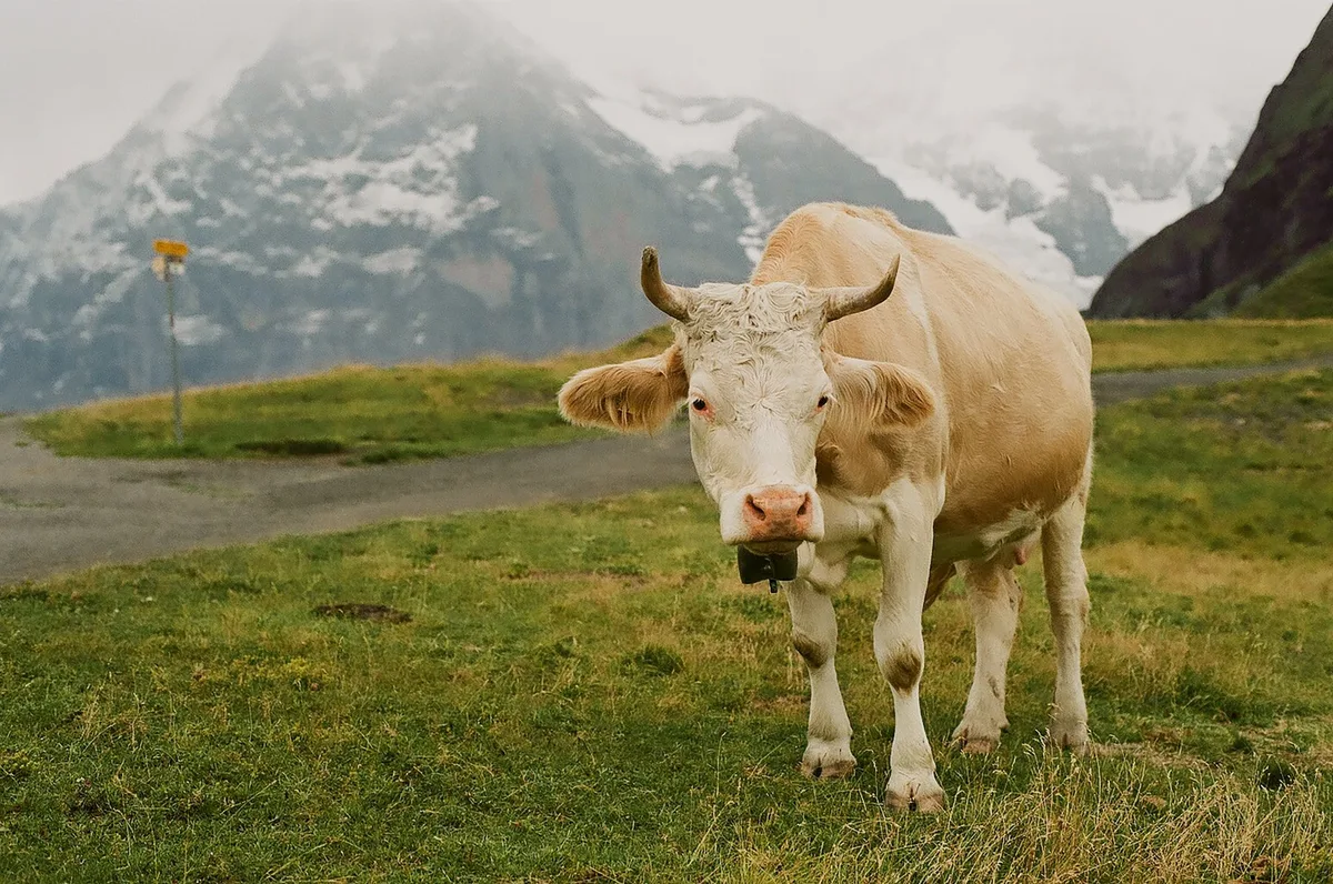 Kuh_Svetlana_gumerova Bei Emissionen gilt es zu beachten: Kühe liefern neben Milch auch Fleisch