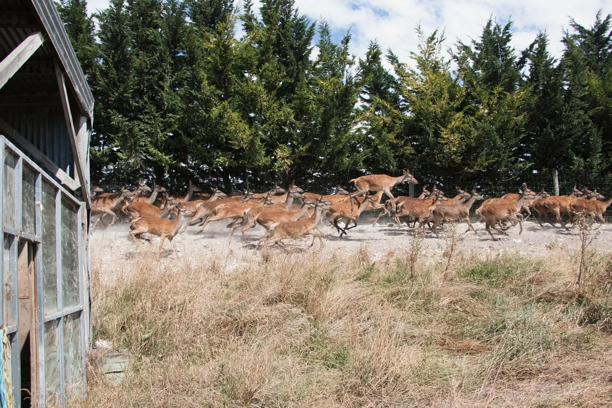 ff8dc3988c1aa14ca58cbd9e47423b64f20ec312 Früher gab es auf Neuseeland keine Hirsche. Die Tiere wurden Ende des 19. Jahrhunderts für die Jagd eingeführt und ausgesetzt. Heute liefert die Hirschhaltung Exportprodukte im Wert von mehr als 200 Mio Franken. Bilder: Eveline Dudda