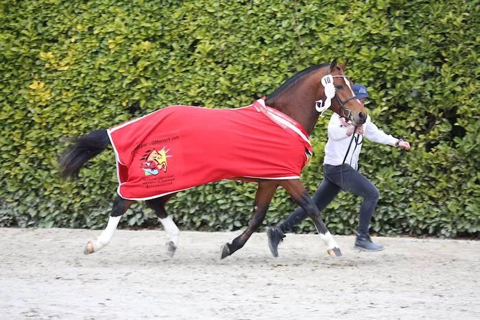 d84b6df979838417f84241f2004e87587e843410 Der Sieger: Nordica de la Burgis (Never BW/Don Fenaco/Cajoleur) von Chantal und Guy Juillard-Pape aus Damvant JU. (Bilder: Karin Rohrer)