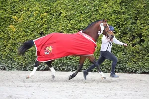 Der Sieger: Nordica de la Burgis (Never BW/Don Fenaco/Cajoleur) von Chantal und Guy Juillard-Pape aus Damvant JU. (Bilder: Karin Rohrer)