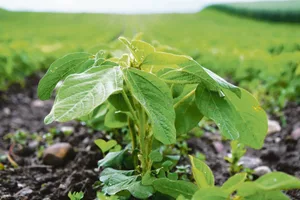 Der Anbau von Bio-Futtersoja hat sich seit 2015 um das Zehnfache gesteigert. (Bild Katrin Erfurt)