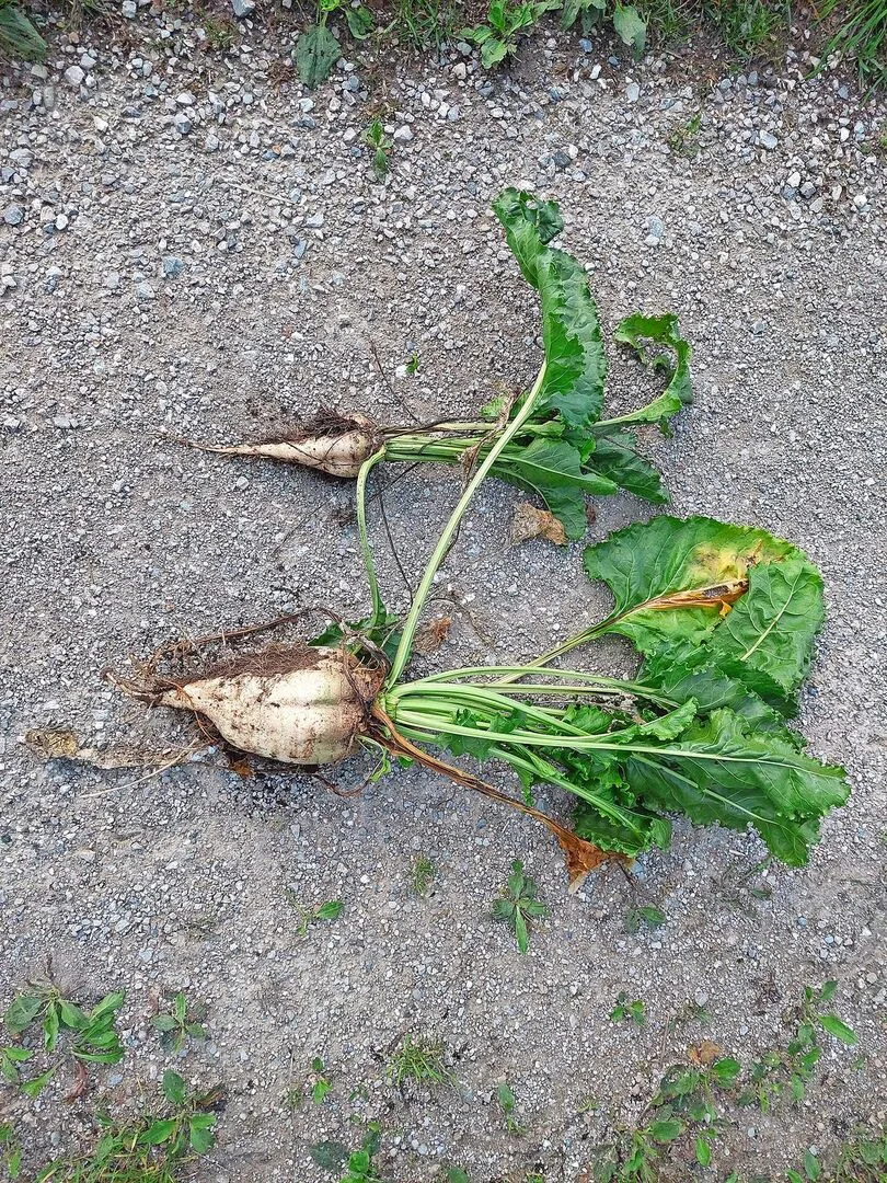 Zwei Rüben der Sorte Smart Rossada aus Mulchsaat zeigen den Einfluss der Trocken-heit auf den Ertrag: Rübe oben aus Kiesboden, unten aus tiefgründigerem Teil.